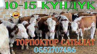 30 БАШ ТОРПОКТОР САТЫЛАТ #0552707486