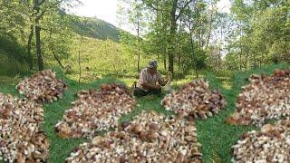 Giant Mushrooms continue to grow.. The best boletus mushrooms of the Carpathians 2024.