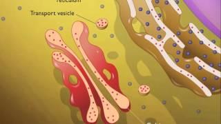 Lysosomes HD Animation