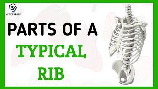 PARTS OF A TYPICAL RIB | SIDE DETERMINATION | SIMPLIFIED HUMAN ANATOMY