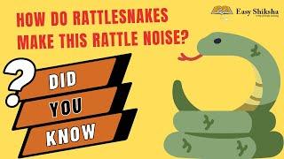 How do #rattlesnakes make this Rattle noise? | Rattlesnake | Deep look | EasyShiksha |#shortsvideo