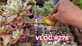 FASTEST WAYS to HAVE MORE SUCCULENTS | VLOG #276 - Growing Succulents with LizK