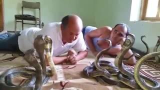 Alisher Yarmatov playing with cobra snakes