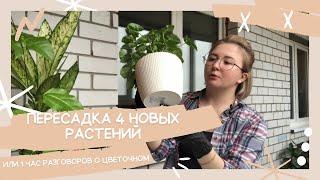 Пересадка моих новинок и разговоры о цветочном|монстера|сингониум|спатифиллум|диффенбахия