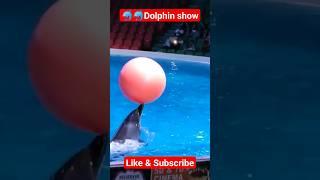 Amazing Dolphin show #dolphin #youtube #shorts