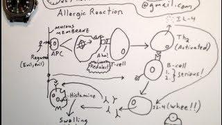 How Allergies Develop - One Minute Medical School