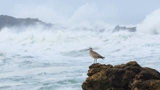 Whimbrels! Birding on the California coast