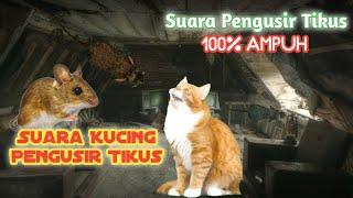 Suara Kucing Pengusir Tikus Buktikan Sendiri Tikus Auto Kabur