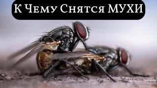 К чему снятся МУХИ или видеть во сне МУХ | Толкование снов | Сонник Sk1.online