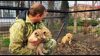 Чем отличаются львята выросшие с ЧЕЛОВЕКОМ и без него! Lion cubs who grew up with and without humans
