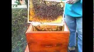 Пересадка пчел в новый улей.Transplantation of bees in a new hive.