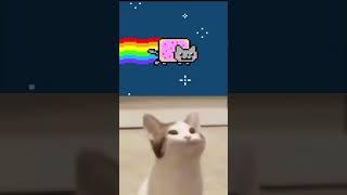 Pog cat and rainbow cat meme. #memes #funny #shorts