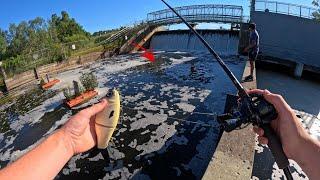 Fishing a LOADED Spillway with BIG Glide Baits (Unexpected)