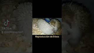 Erizos en reproducción #erizo #erizos  #animals #pets #mascota #hedgehog