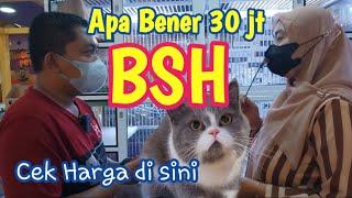 Harga kucing BSH Pureverlove Cattery  Ada di Pameran Kokas 