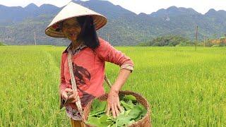 Tai Girl Invites me to her Village Life Inside the Rice Terraces of Vietnam 