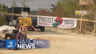 Algonquin-enforced moose hunting ban persists despite threats from sport hunters | APTN News