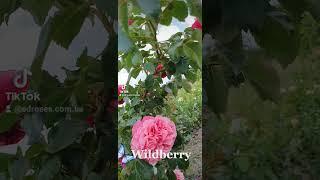 EDROSES/Троянда  Вайлдберрі (Wildberry) ,Rosen Tantau ,Німеччина, 2018. Чайно-гібридні (Hybrid Tea)