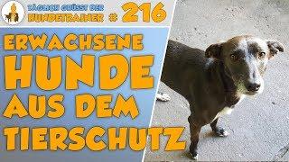 Erwachsene Hunde aus dem Tierschutz adoptieren - Tipps und Regeln bei einer Adoption  - TGH 216: