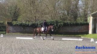 How to Ride a Serpentine With Anna Ross-Davies | Jacksons Fencing