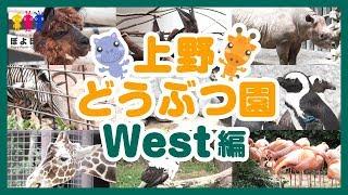 上野動物園の動画西園編キリンペンギンアルパカシマウマなどUeno Zoo