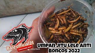 Umpan Jitu Lele Malam Hari || Anti Zonk - Bale official21 #umpanjitu #umpanjitulele