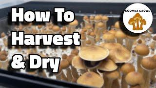 How To HARVEST And DEHYDRATE Your Mushrooms