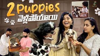 2 Puppies వెళ్లిపోయాయి  || Shih Tzu Puppies || Lasya Talks