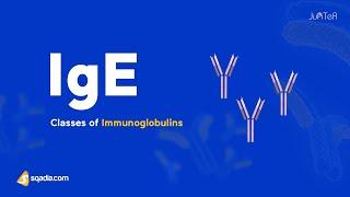 Classes of Immunoglobulins (Antibodies) - Immunoglobulin E (IgE)