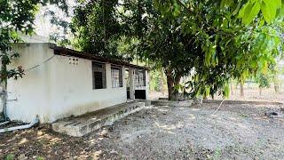 AD:195  Low Budget Farmhouse Good Village Atmosphere 1.39 Acres Near Cheyyur