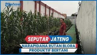 Hidup di Dalam Jeruji Besi Tak Halangi Narapidana Rutan Kelas IIB Blora untuk Produktif Bertani