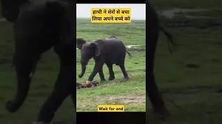 हाथी नेशेरों से बचा लिया अपना बच्चा! Elephant saved his baby ! #elephant #viralvideo #animals