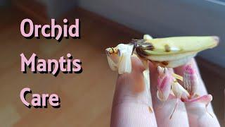 Orchid Mantis Care! - Pet Praying Mantis