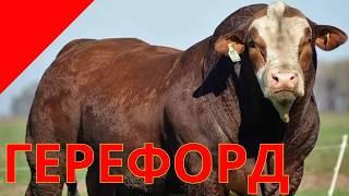 Герефорд Лучшая Мясная Порода для Коммерческого Разведения