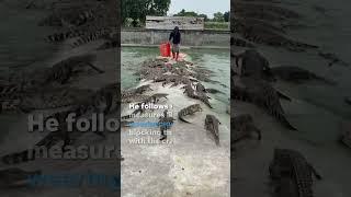 Farmer feeds crate of fresh meat to over 10,000 crocodiles #Shorts