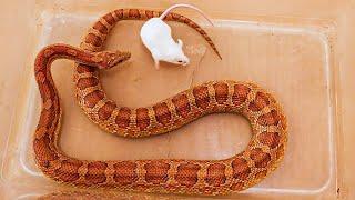 Corn snake eats alive mouse feeding