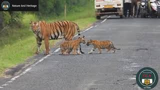 Tiger Cubs Crossing the Road with their Mama. #NatureAndHeritage. |Wildlife's| |Wild Animals|