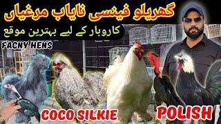 Top Quality Fancy Chickens For Sale | Siklie | Coco Silkie | Polish Hens | Madgascar Aseels | Prices