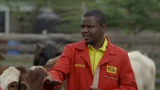 Shamba Shape Up on Beef Management