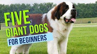 Giant Dog Breeds Made Easy for Beginners