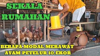 BERAPA MODAL MERAWAT AYAM PETELUR 10 EKOR