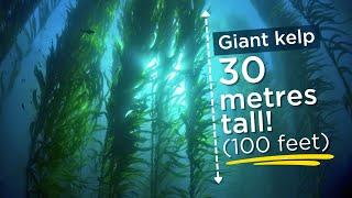 Saving The Ocean's Giant Kelp