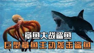 章魚大戰鯊魚，巨型章魚主動襲擊鯊魚，場面罕見