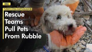 Turkey-Syria Earthquake: Pets rescued from Turkey earthquake go viral on social media