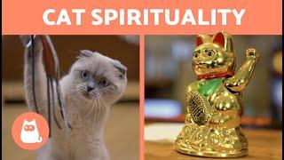 DO CATS ABSORB NEGATIVE ENERGY?  | Myth or Reality