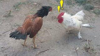 YENİ HOROZU SÜRÜYE SALDIK!!#tavuk #horoz #yumurta #civciv #haydut #kümes #chicken #goose