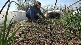 Risorse da valorizzare (puntata podcast) Alpini RAW nell'orto entelekia - agriculture evolutive