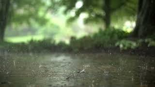 Drizzling rain slow motion  #4K #HD No #Copyright