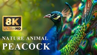 8K HDR Most Colorful Birds In The World | Beautiful Peacock