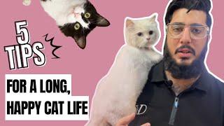 Maximize your cat’s lifespan - Things you do if you wish your cat live longer